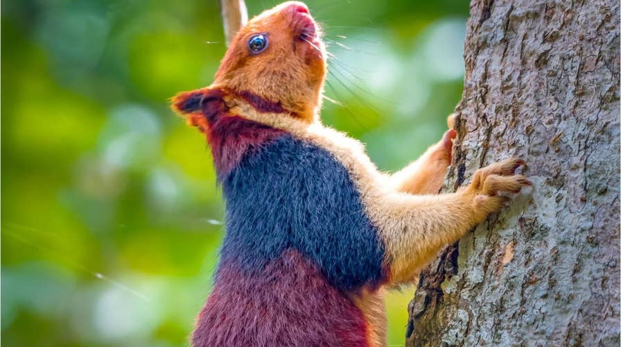 Amazing giant multicolored squirrels caught on camera