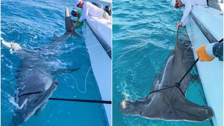 Golf Legend Greg Norman Catches Monster Hammerhead Shark After It Eats 80 Pound Hooked Shark Fox News