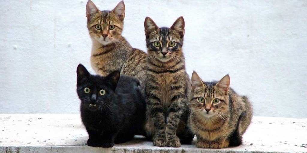 Cat allergy vaccine in the works could be game-changer for pet lovers