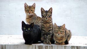 Hundreds Of Cats Discovered Inside Toronto Apartment In Perilous