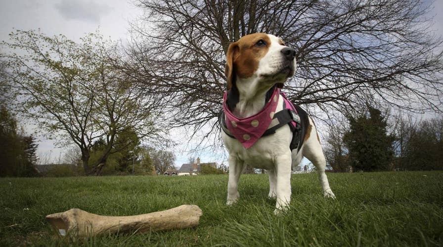 Dog sniffs out prehistoric 250,000-year-old wooly rhino bone