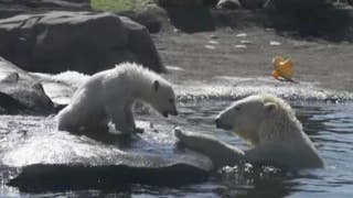 New book suggests number of polar bears has quadrupled despite melting glaciers - Fox News