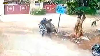 Video captures bull running into motorcyclist at top speed