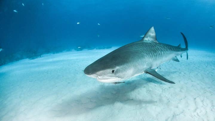 A tiger shark was spotted circling a human body off the coast of Hawaii