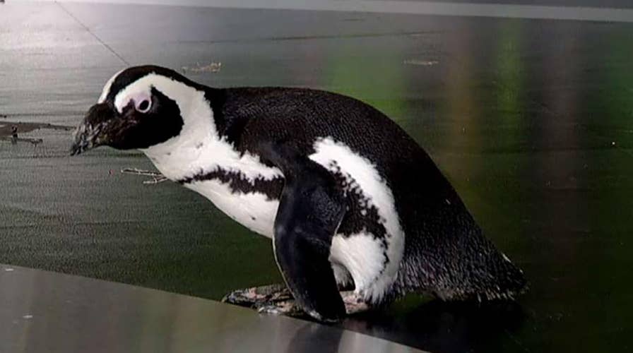 'Fox & Friends' celebrates National Zoo Lovers Day with endangered animals