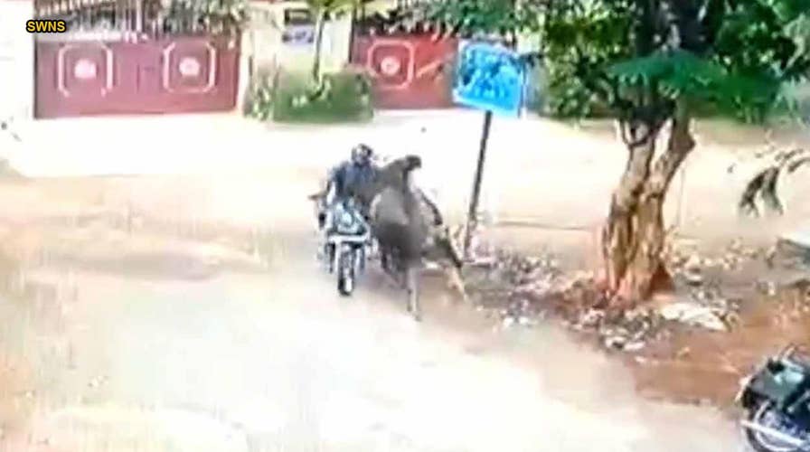captures bull running into motorcyclist top speed | Fox News