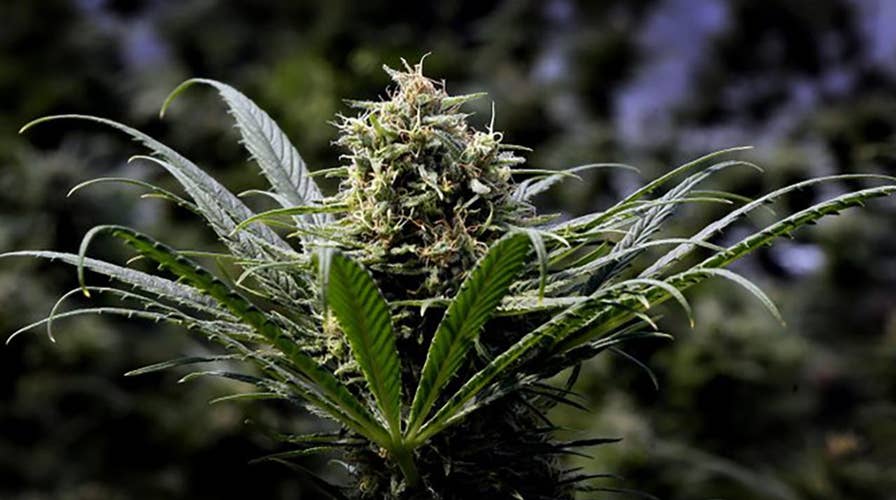 Underground marijuana market booming as pot becomes legal in more US states