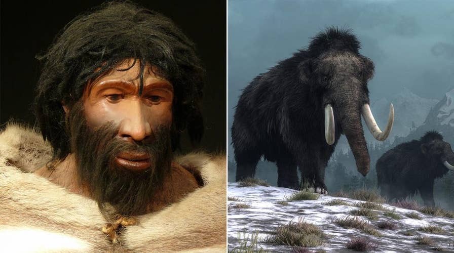 A new study suggests that woolly mammoths and Neanderthals may have shared genetic traits
