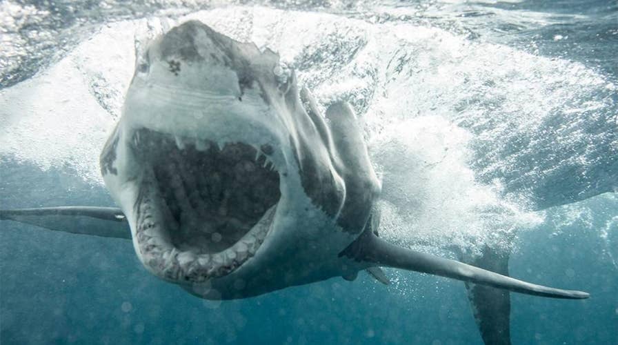 Great white shark charges at diver in terrifying moment captured on film