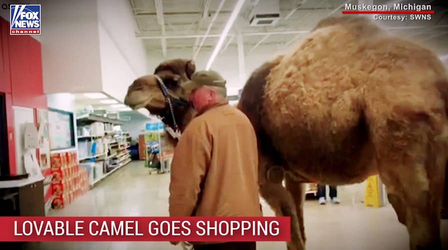 Man takes pet camel for ‘shopping expedition’ at PetSmart