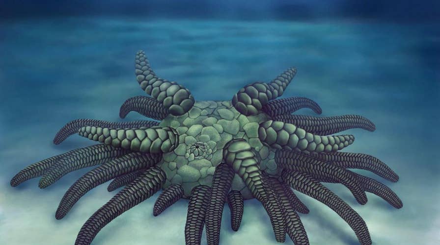 Fossilized remains of 430 million-year-old ‘sea monster’ discovered