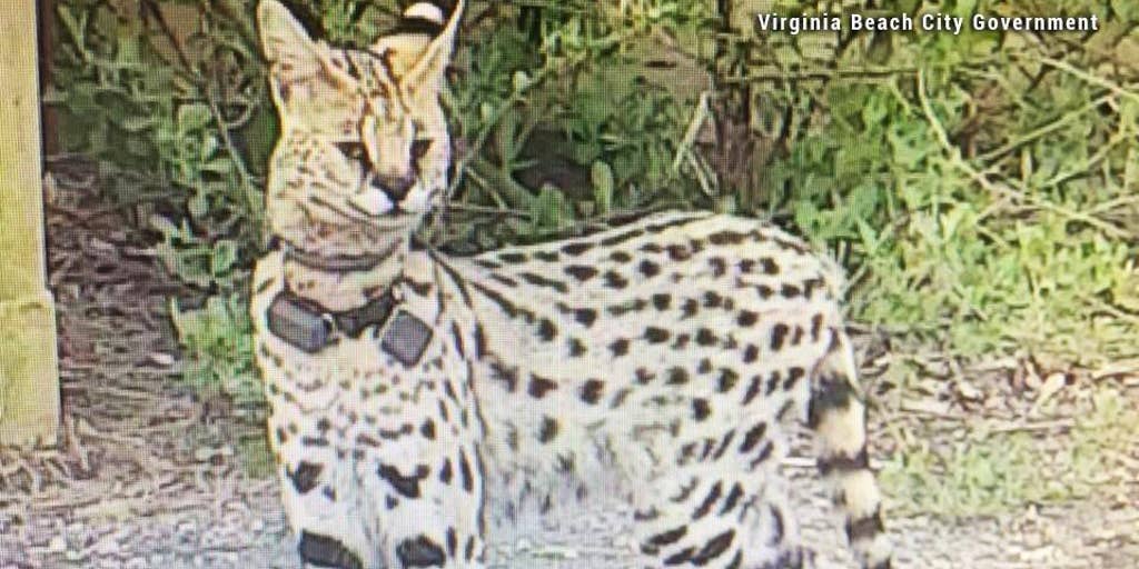 Пин на доске Exotic Cats, and their babies Сервал, Милые котики, Фотографии живо