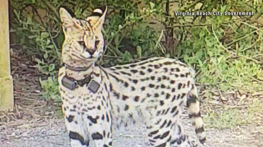 Exotic cat on the loose in Virginia