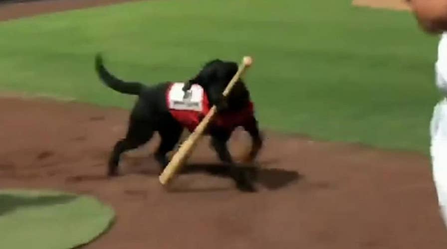 Raw video: Umpire booed after not letting team's bat dog do his job