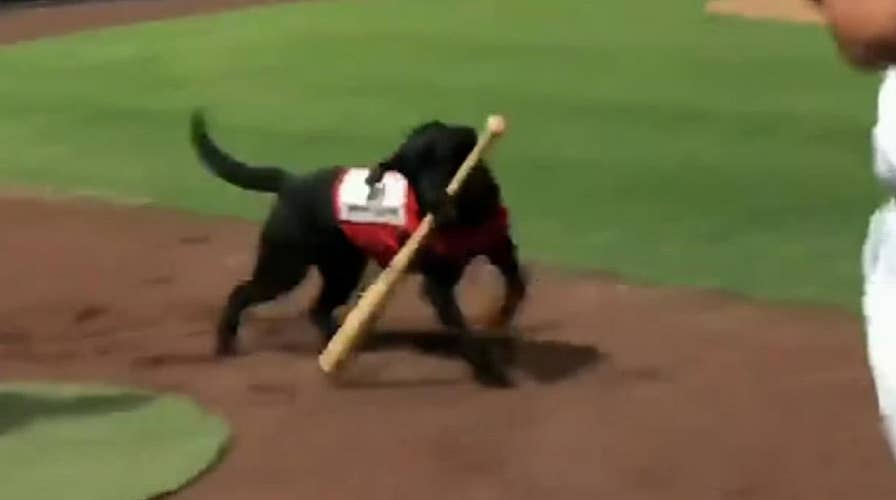 Raw video: Umpire booed after not letting team's bat dog do his job