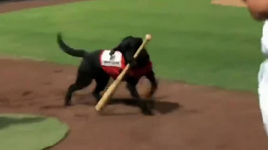 Las Vegas minor league umpire booed for not letting dog fetch baseball
