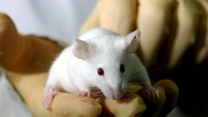 PETA: Taxpayers are funding animal testing that rarely helps to find cures for human diseases