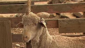 An Australian man trades two cases of beer to save a ‘unicorn’ sheep