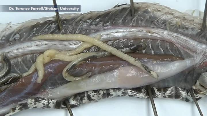 Parasitic worms in pythons infecting Florida rattlesnake species, researchers find