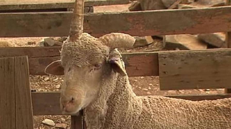 An Australian man trades two cases of beer to save a ‘unicorn’ sheep