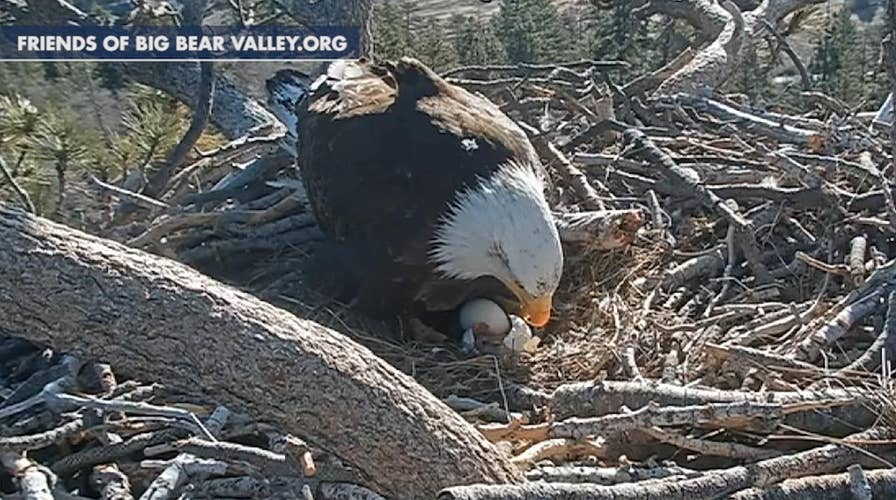 Nest cam captures bald eaglet hatch in California