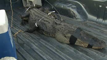 Huge alligator captured by 80-year-old Florida man: ‘That thing tugged me all over’