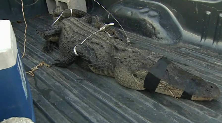 Police trap alligator found in Miami-Dade backyard