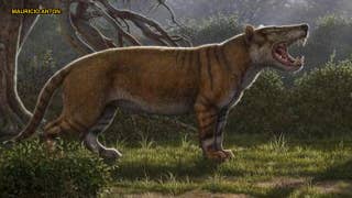 'Giant lion' fossils discovered in museum drawer - Fox News