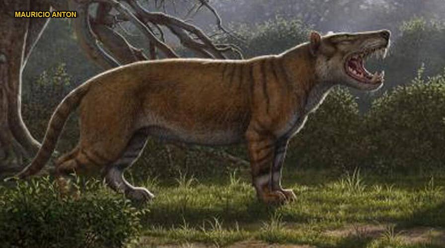'Giant lion' fossils discovered in museum drawer