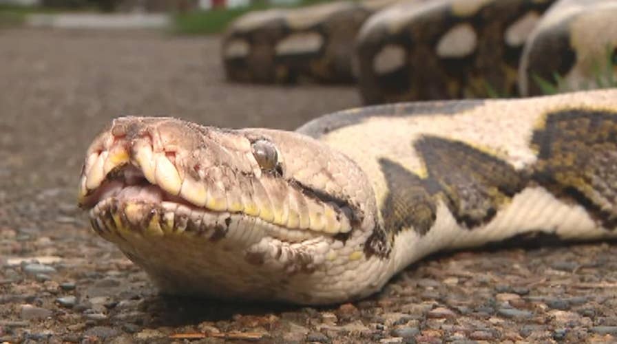 Eight-year-old python escapes owner’s cage, slithers onto garage roof