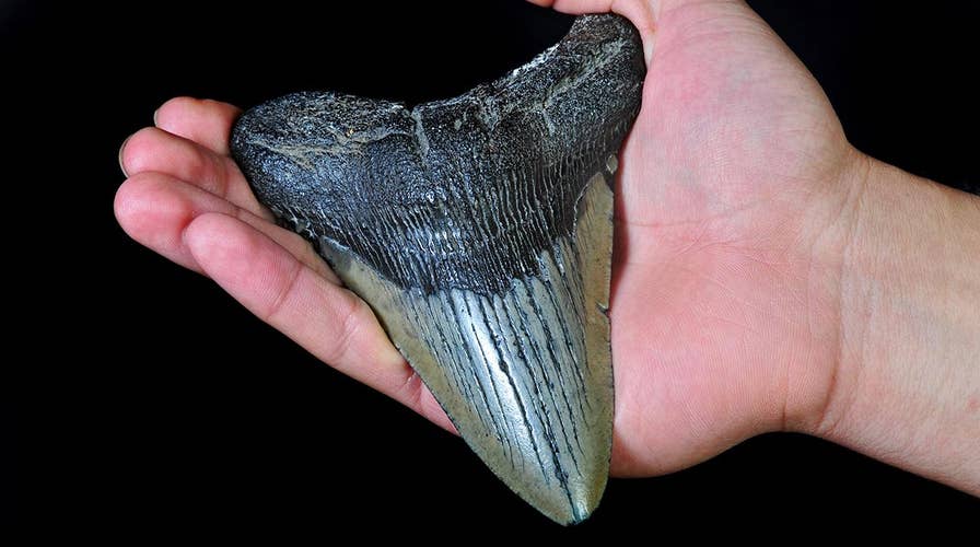 Middle school girl finds megalodon shark tooth while on spring break