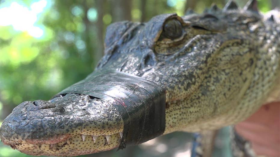 8-foot alligator knocks down wrangler beside Texas highway, video ...