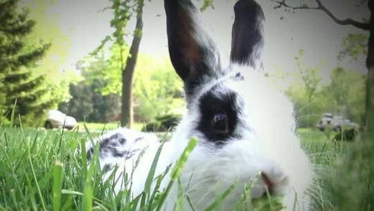 Marlon Bundo continues to draw fans