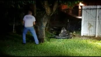 11-foot alligator captured in Florida after rescue crew mistakes it for unconscious person