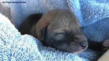 Hiker discovers cute 'abandoned puppy,' gets big surprise