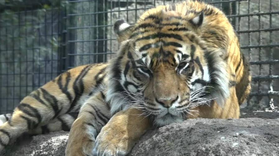 Zookeeper hospitalized after tiger attack at Topeka Zoo