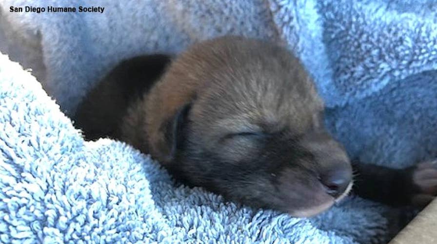 California hiker rescues abandoned ‘puppy,’ only to discover it’s really a baby coyote