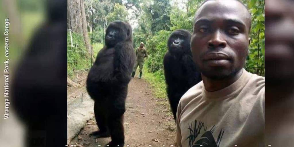 Handsome gorilla has female zoo visitors going ape to see him