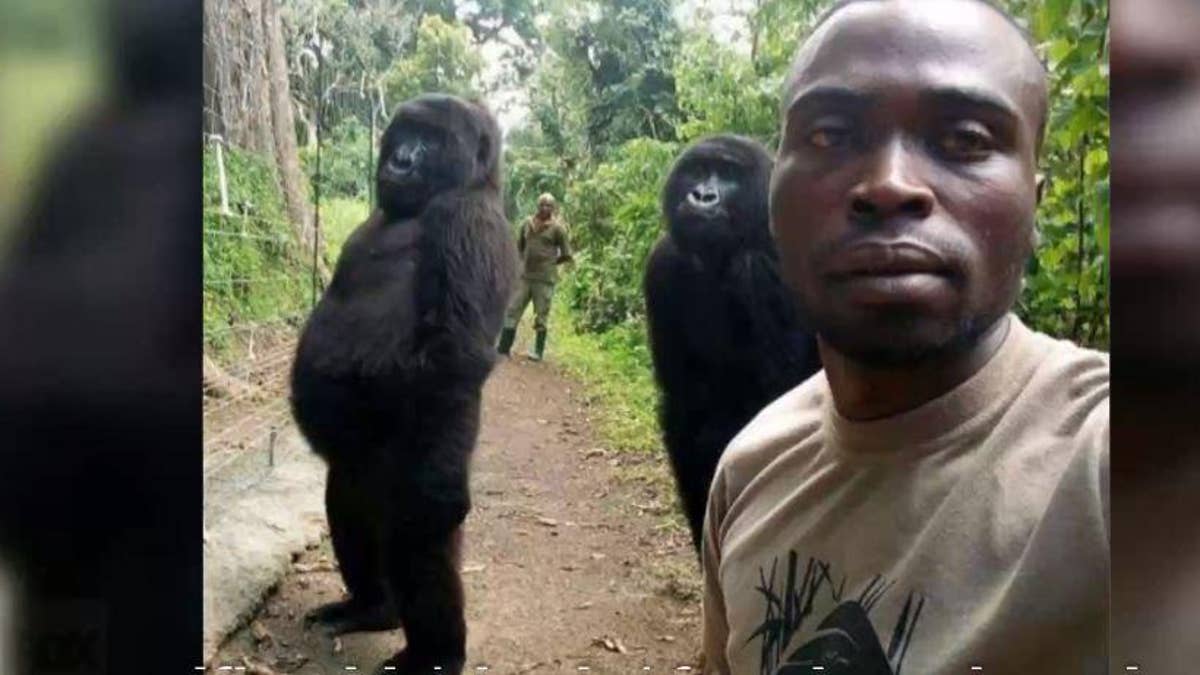Silverback gorilla posing for the camera in Uganda : r/wildlifephotography