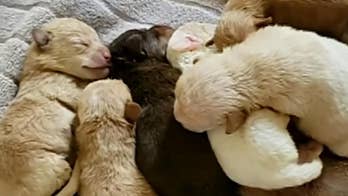 Puppy stuffed into bag, dumped near Coachella dumpster has died, officials say