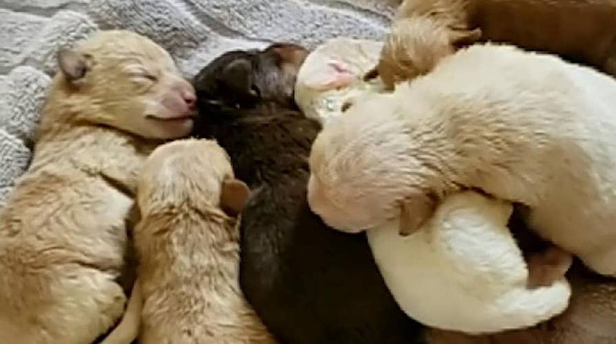 Raw video: California woman caught on camera dumping newborn puppies next to a dumpster