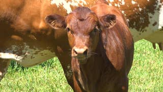 Florida cattle ranchers blame development for dwindling industry - Fox News
