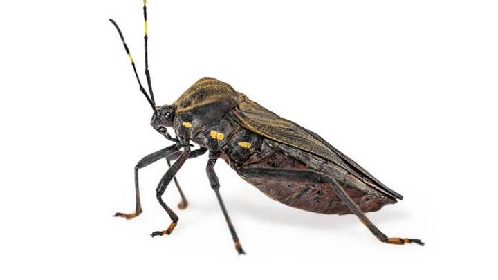 Centers for Disease Control and Prevention: The insect known as the ‘kissing bug’ has a confirmed sighting in Delaware
