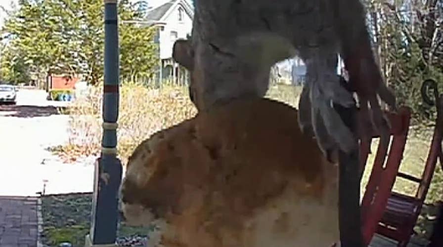 Ring device catches a squirrel stealing a biscuit from homeowner's front porch