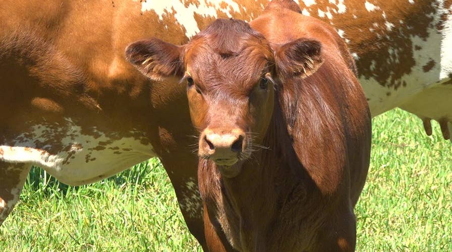 Florida cattle ranchers blame development for dwindling industry