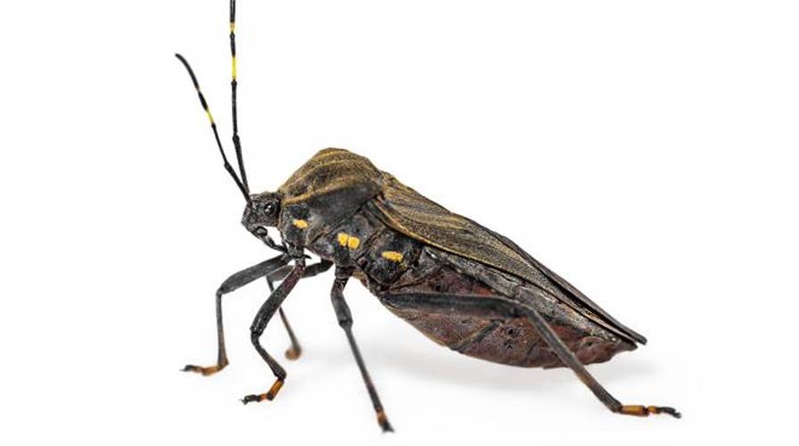 Centers for Disease Control and Prevention: The insect known as the ‘kissing bug’ has a confirmed sighting in Delaware