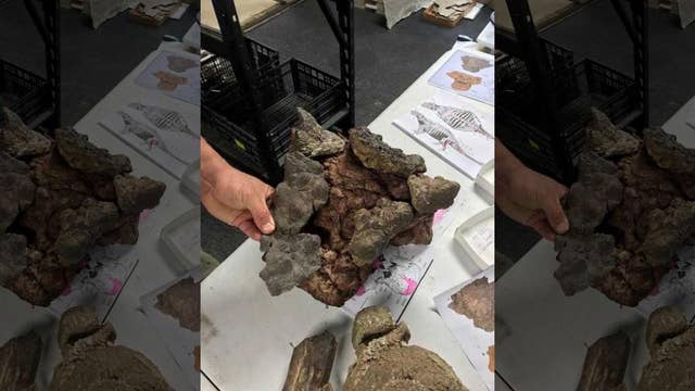 New spike-armored dinosaur found in Texas