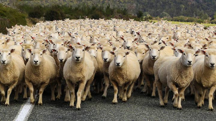 Wild video: Sheep take over family yard