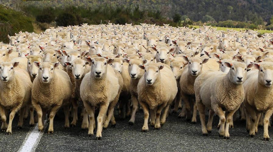 Wild video: Sheep take over family yard