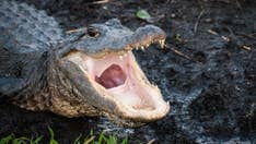 Huge 3-legged alligator hobbles across Florida golf course, appears at woman’s home